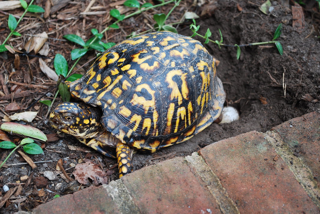 Mrs. Box Turtle Box turtle eggs can take 70140 days to ha… Flickr