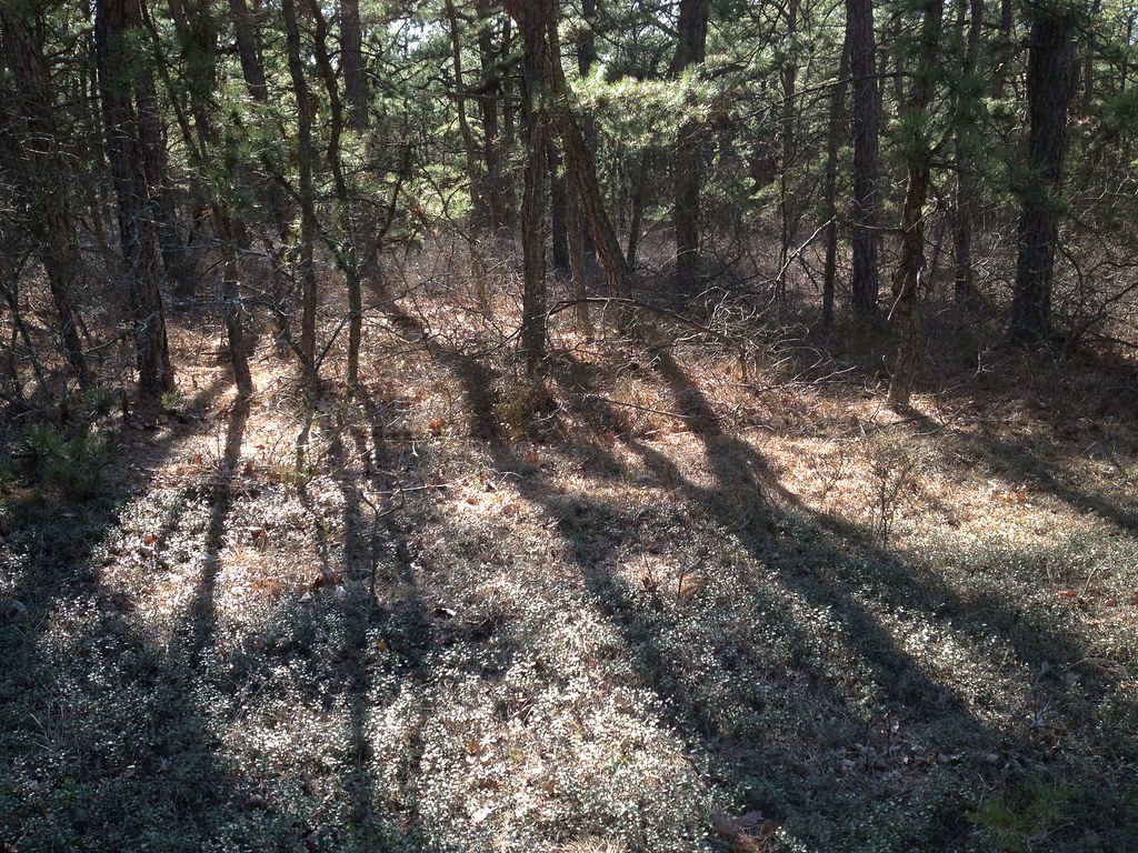 IMG_0381 Cranberry Bog County Park ClaudF Flickr