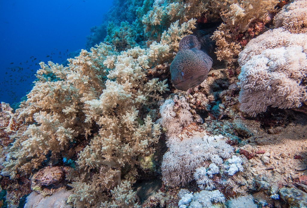 Giant Moray, Big Brother Isl. Michal Pelka Flickr