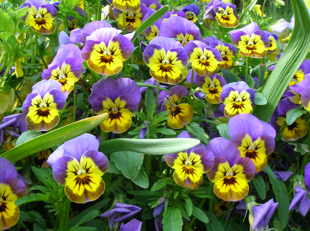 Pansies St Cassian's, Chaddesley Corbett Liz & Johnny Wesley Barker