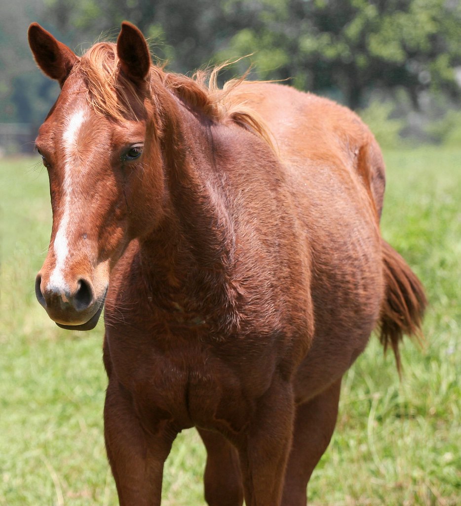 Calm And Content A Horse Moving At Its Own Pace. vtengr4047 Flickr