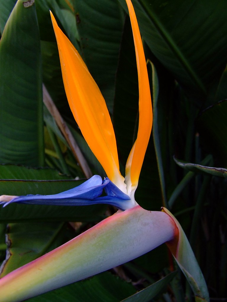 bird of paradise flower bird of paradise flower Flickr