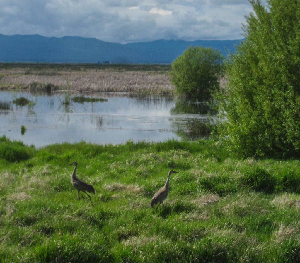 Sand Hill Cranes Wood River Wetland, Chiloquin, Oregon a photo on