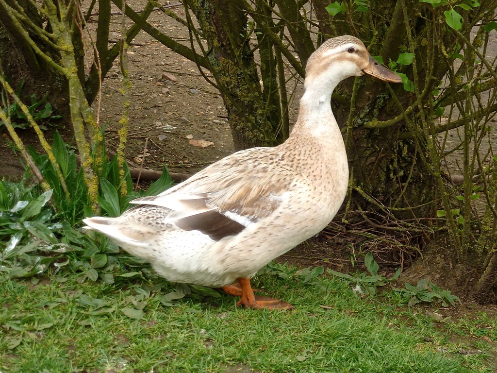 Stanhoe, Norfolk Silver Appleyard Duck (Female). Stanhoe, … Glass Angel Flickr
