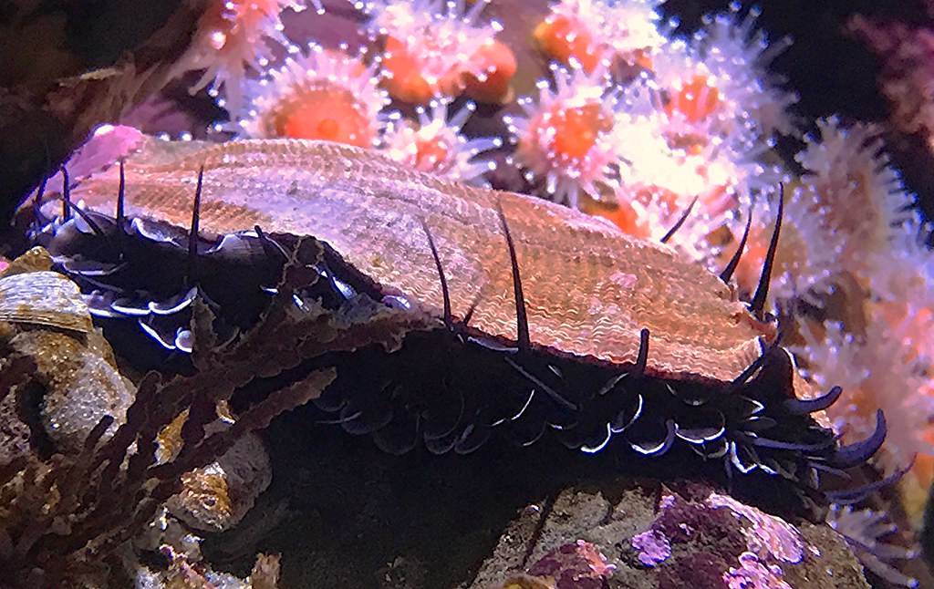 Abalone TAXONOMY Phylum Mollusca Class Gastropoda (slugs… Flickr