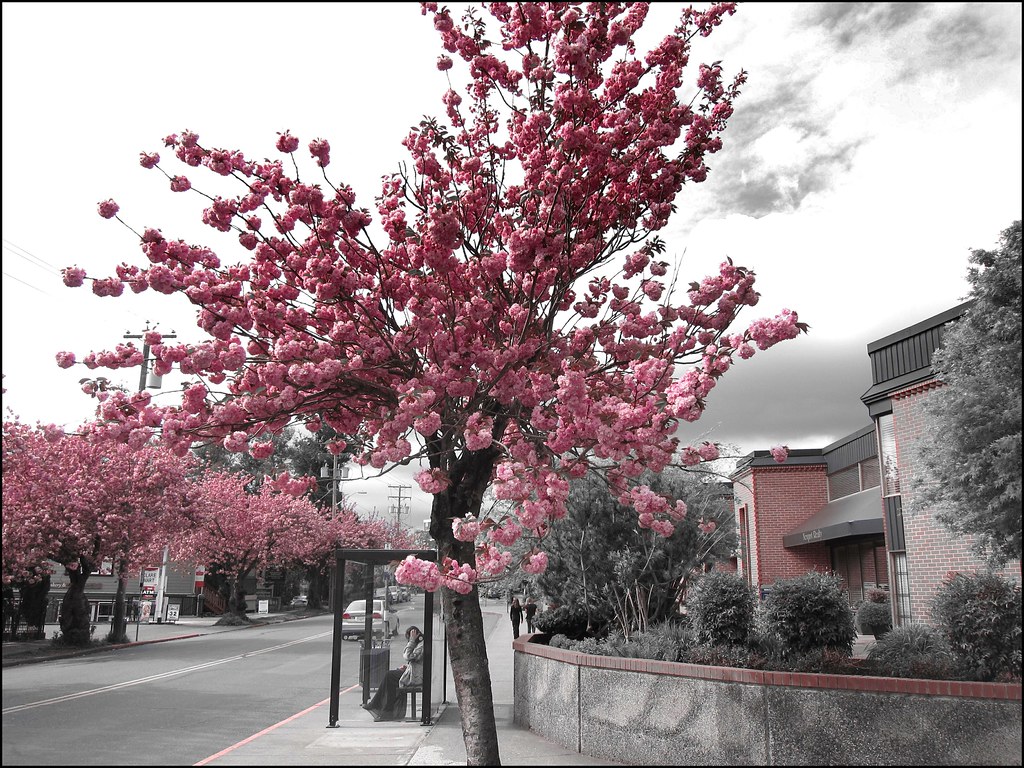 Sakura Sakura is the Japanese name for flowering cherry tr… Flickr