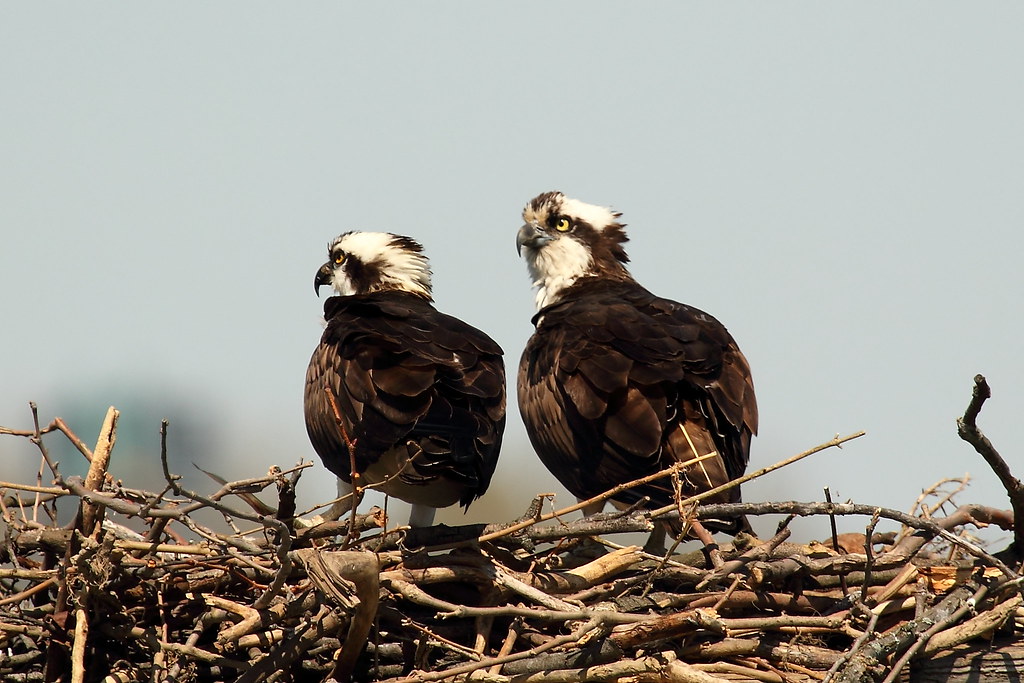 Osprey Male and Female in Nest Osprey (Pandion haliaetus) … Flickr
