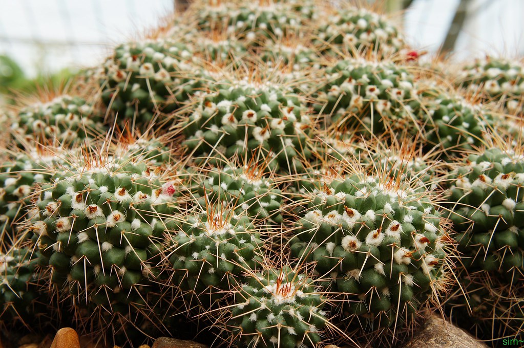 Ouch!!!!! A cactus plural cacti, cactuses, or cactus is a… Flickr