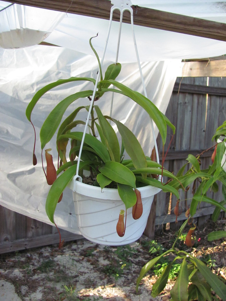 Nepenthes ventrata hanging basket One of my ventrata cutti… Flickr