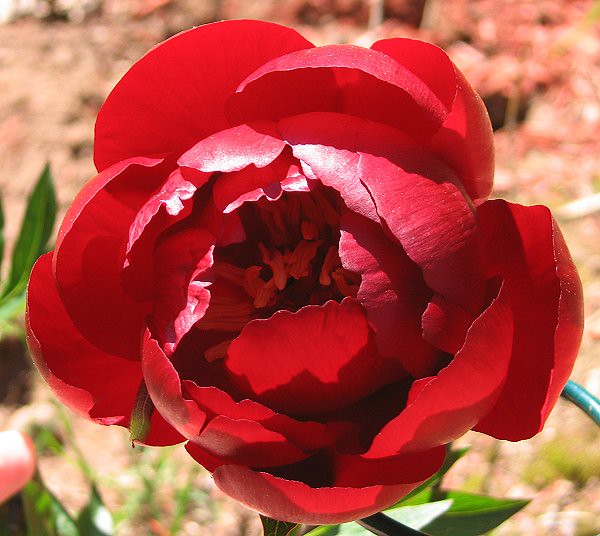 Herbaceous Peony "Buckeye Belle." It kills me that I can't… Flickr