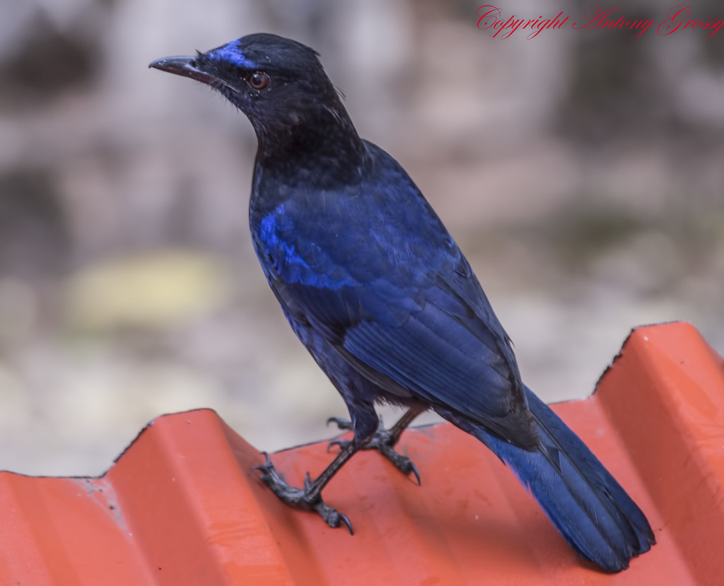 Malabar Whistling Thrush The Malabar Whistling Thrush (Myo… Flickr