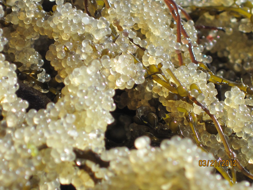 Herring Egg Identified (Spawn) Flickr