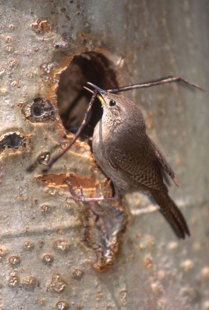 House Wren with nesting material Yes, he eventually figure… Flickr