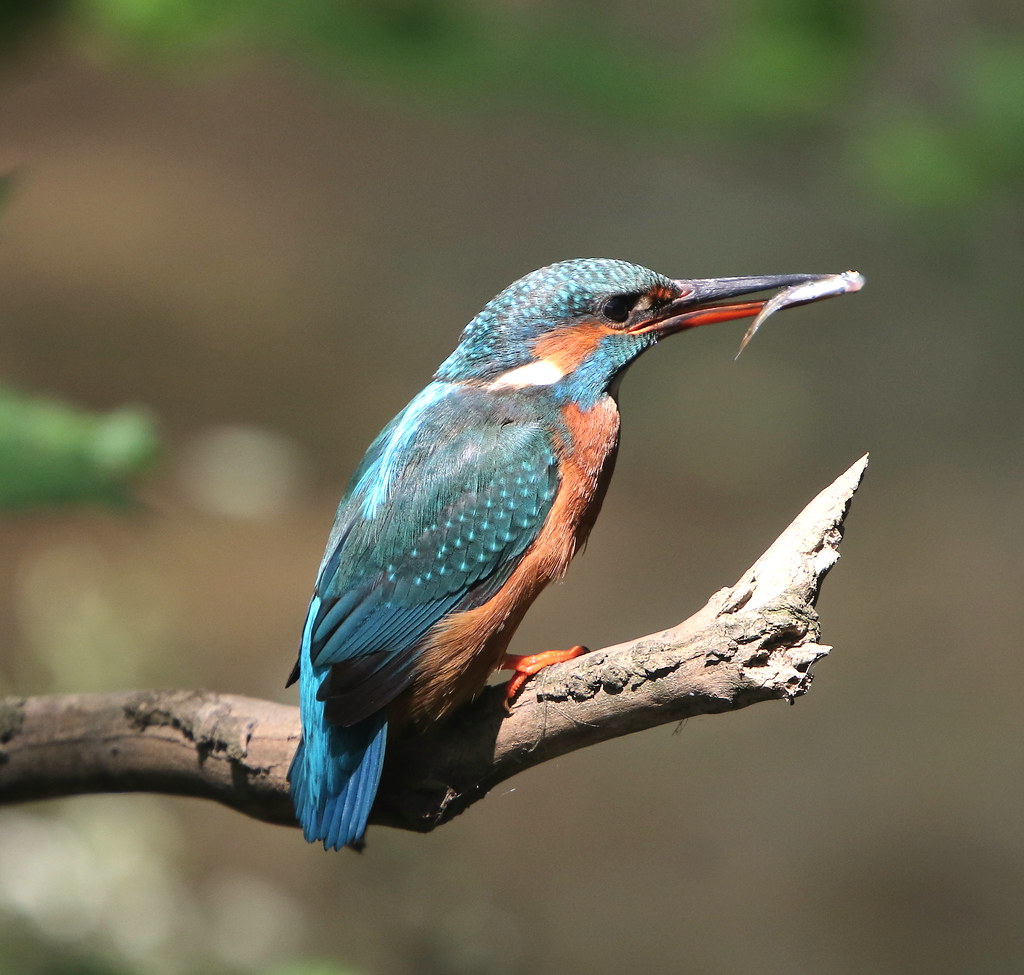 408A4992 This kingfisher has had a successful year up to n… Flickr