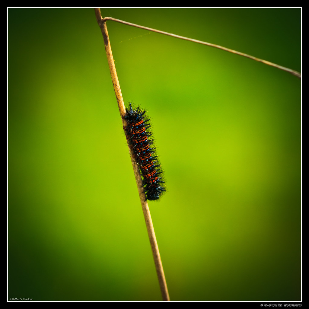 Caratunk Wildlife Refuge Massachusetts Potpourri Flickr