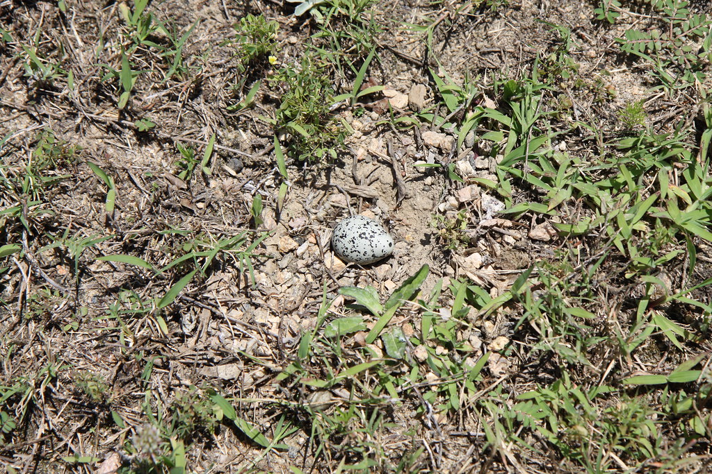 Killdeer Egg (Charadrius vociferus) Not much of a nest. Ho… Flickr