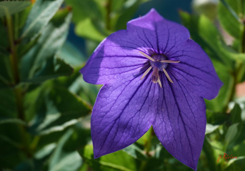 Sony RX10M3 jean pierre riviere Flickr