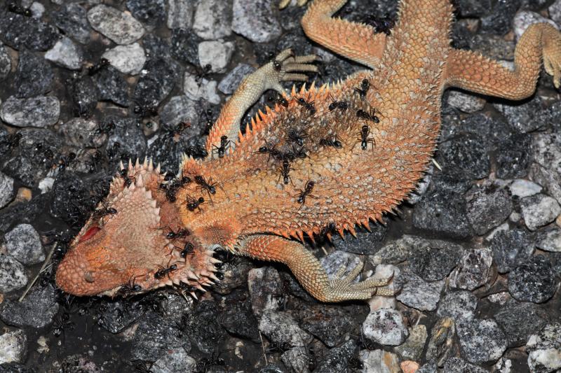 Death of the bearded dragon