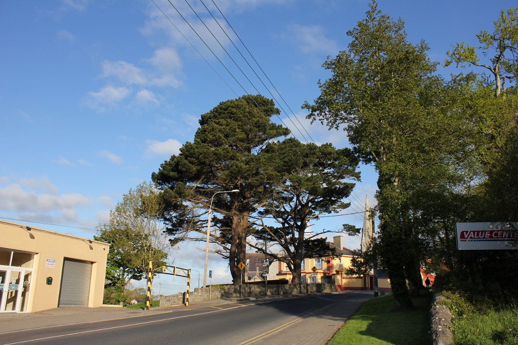 Monterey Pine Bridge road Listowel TT Tree Project 2012 Flickr