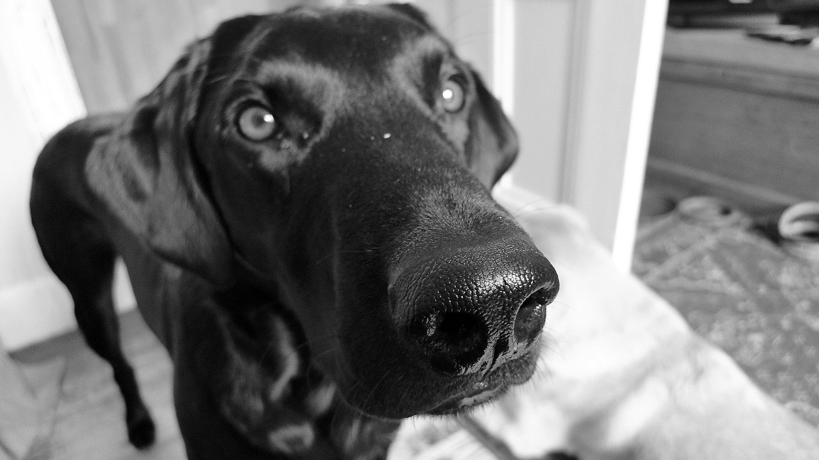 Lochwinnoch May '12, Alice's birthday. Flickr