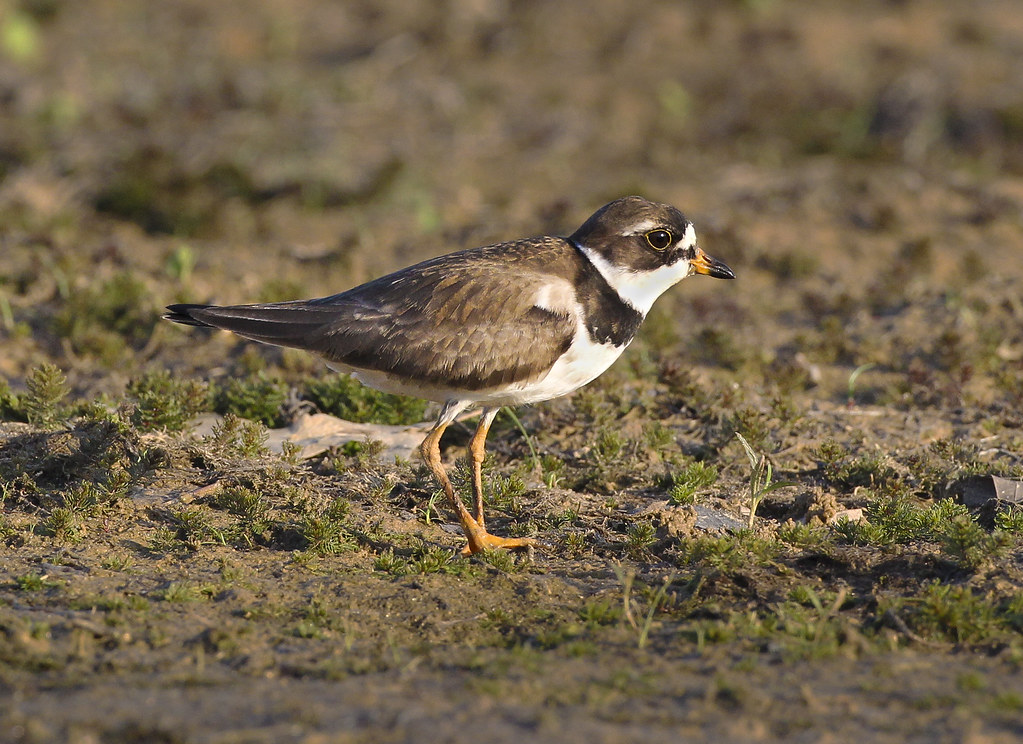 Semipalmated Plover Patoka Lake, Orange County, Indiana, M… Marty