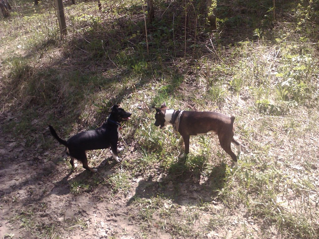 Jack RussellBoston Terrier meet Jack RussellDaschund. Flickr