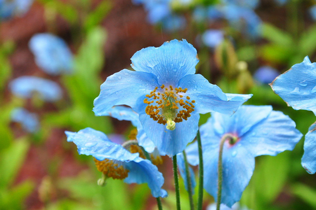 Himalayan Blue Poppies (Meconopsis baileyi) Butchart Garde… Flickr