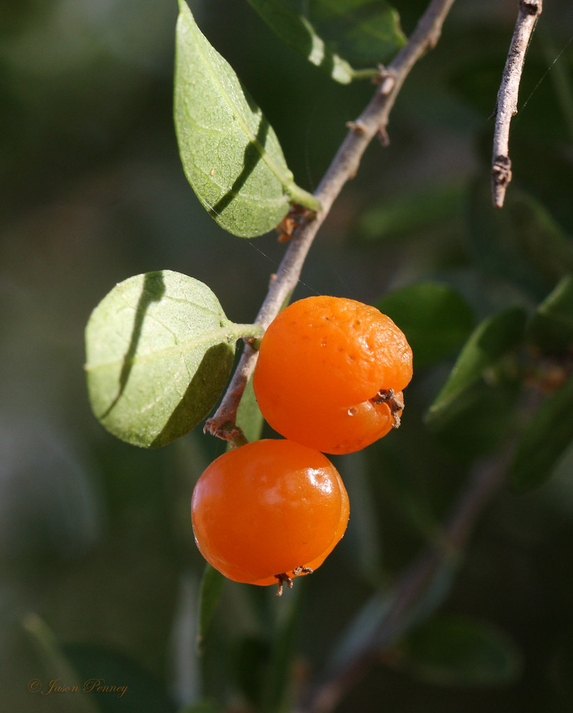 Granjeno (Desert Hackberry) Celtis pallida (In My Yard) a photo on
