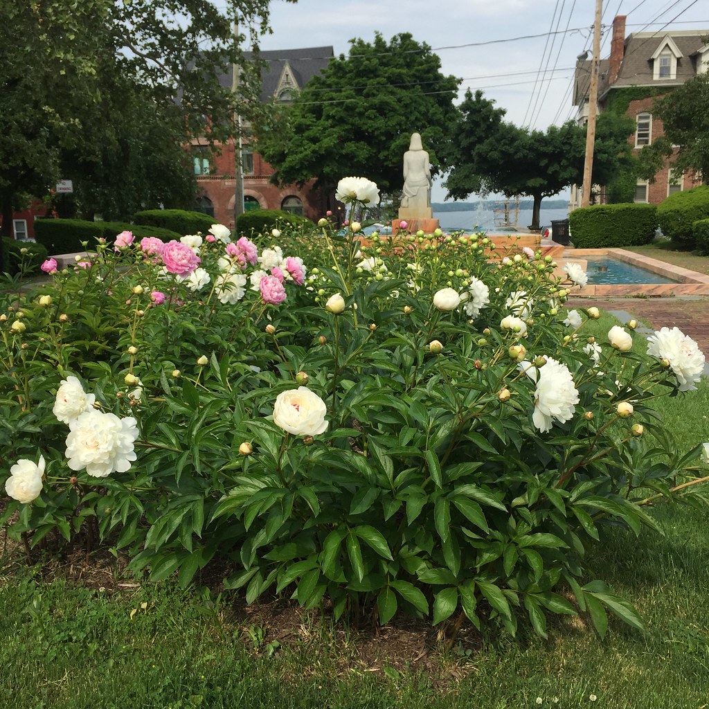 Peonies in Pulteney Park Michael Tinkler Flickr