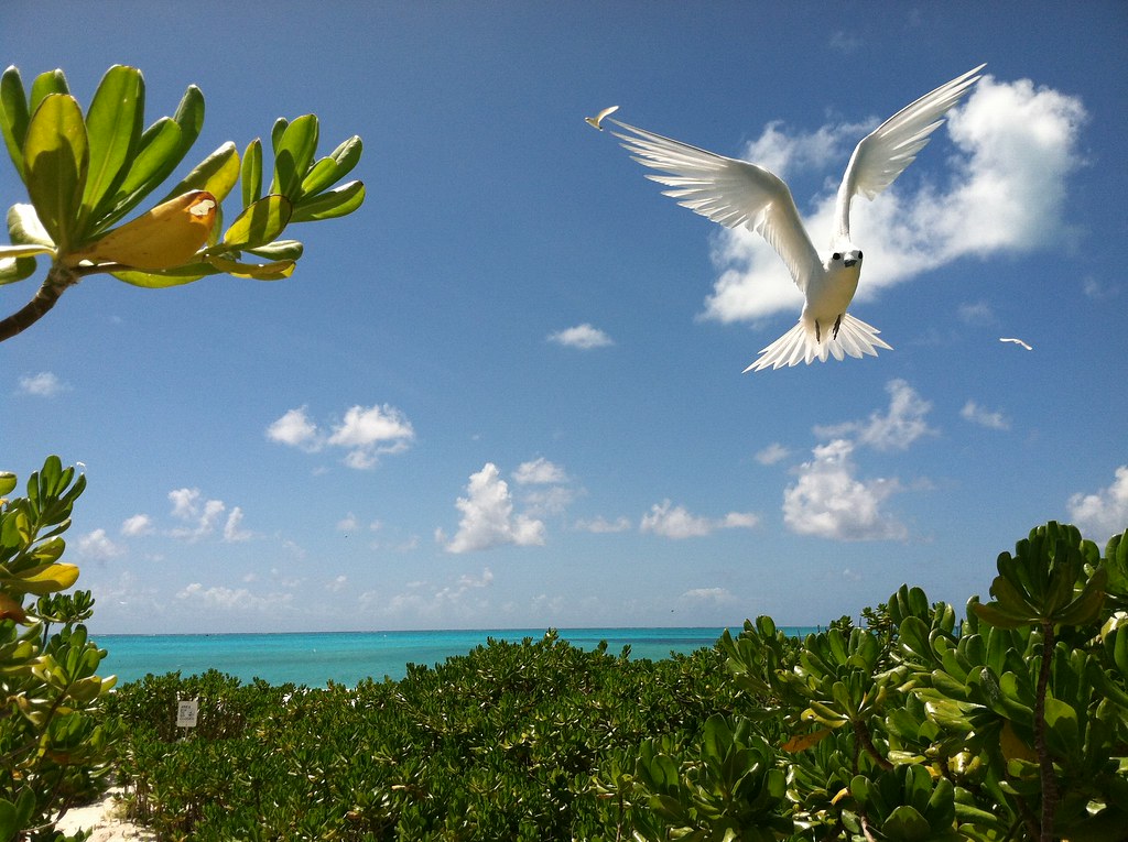 Midway Atoll Spent June 4, 2012 on Midway Atoll, courtesy … Flickr