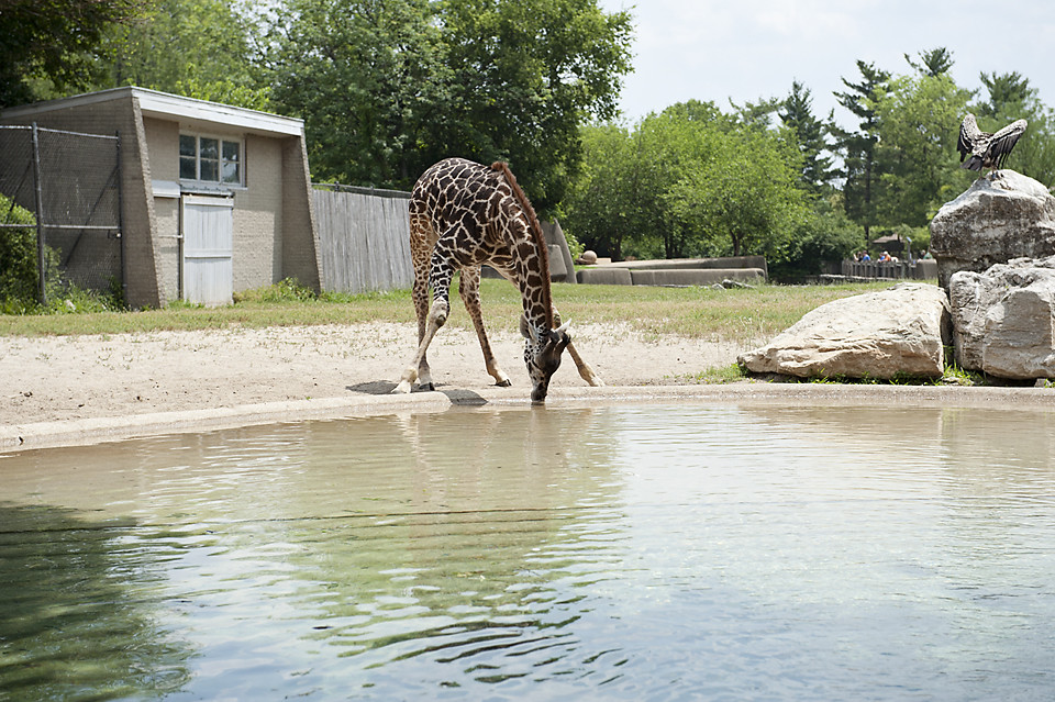 1st grade visits zoo Kentucky Country Day Flickr