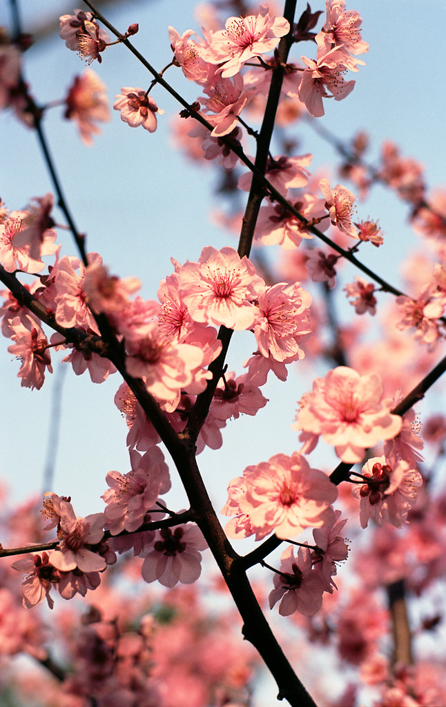 Blossoms Taken in Shanghai with a Nikon FE and a Nikon 50m… Flickr