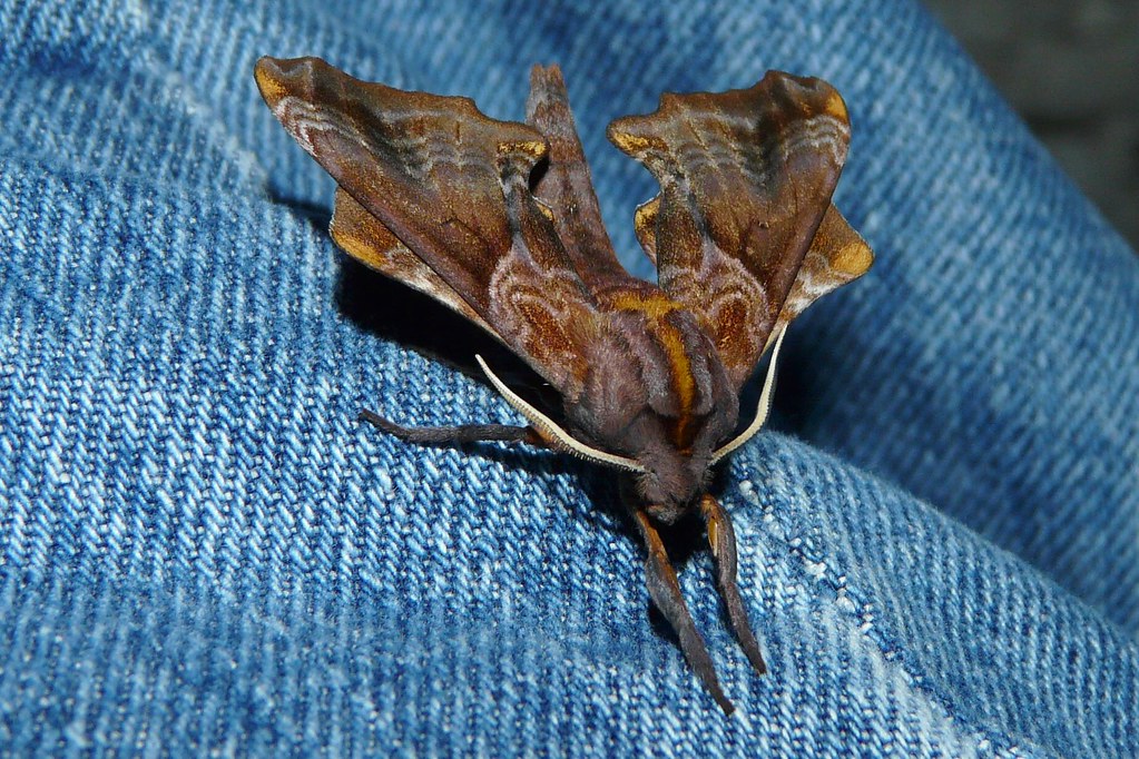 Paonias myops Smalleyed Sphinx Hodges7825 on my jean… Flickr