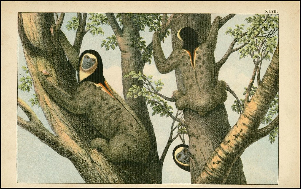 Le paresseux See Flickr