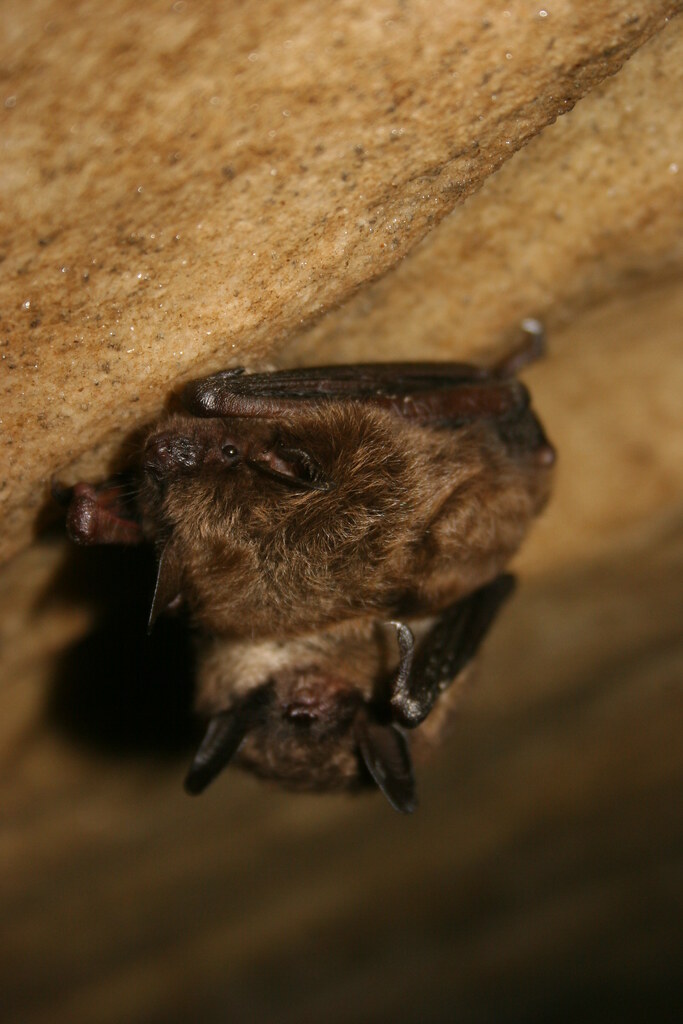 Healthy little brown bats Healthy little brown bats in Mt.… Flickr