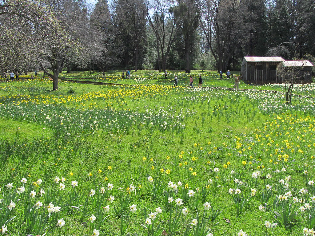 Daffodil Hill Volcano, California Daffodil Hill Ranch was… Flickr