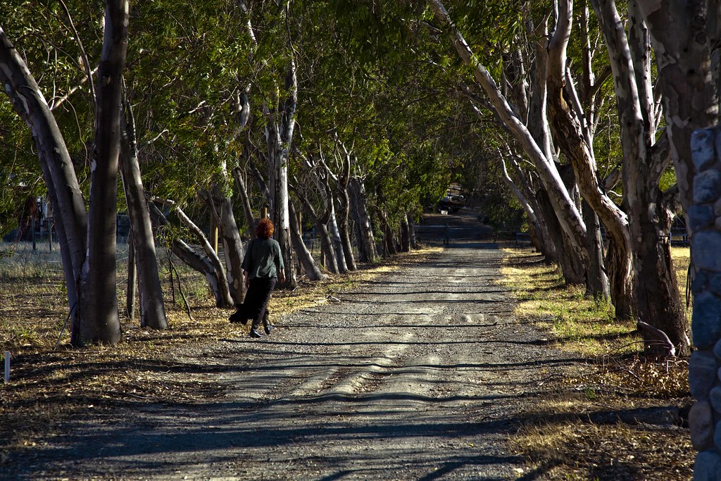 Barb Takes a Walk down a Shady Road Contra Costa County. C… Flickr