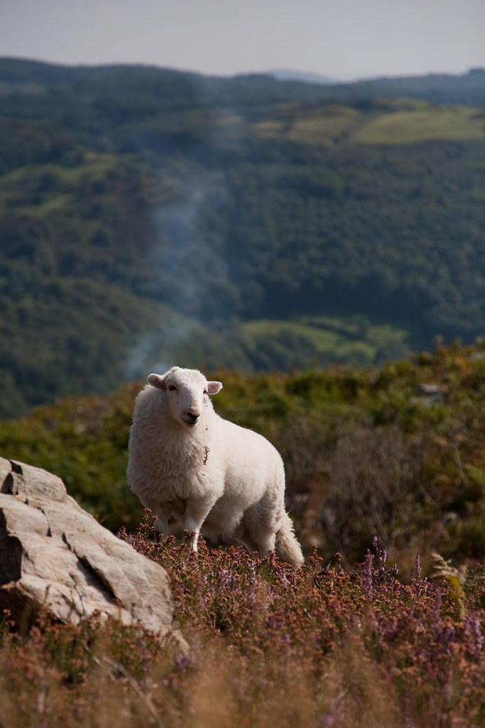 Maentwrog sheep Blaenau Festiniog Flickr