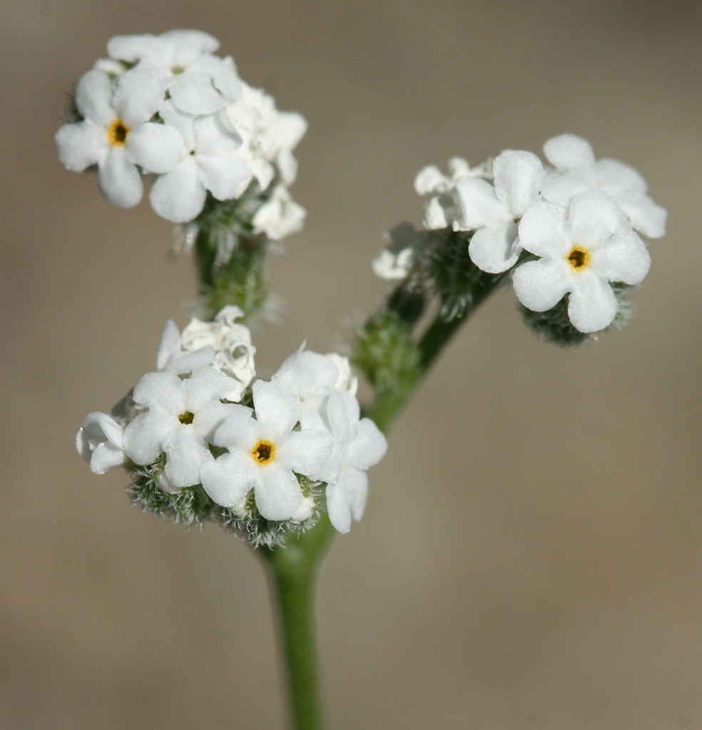 Popcorn Flower Popcorn Flower (Plagiobothrys sp.). Photogr… Flickr