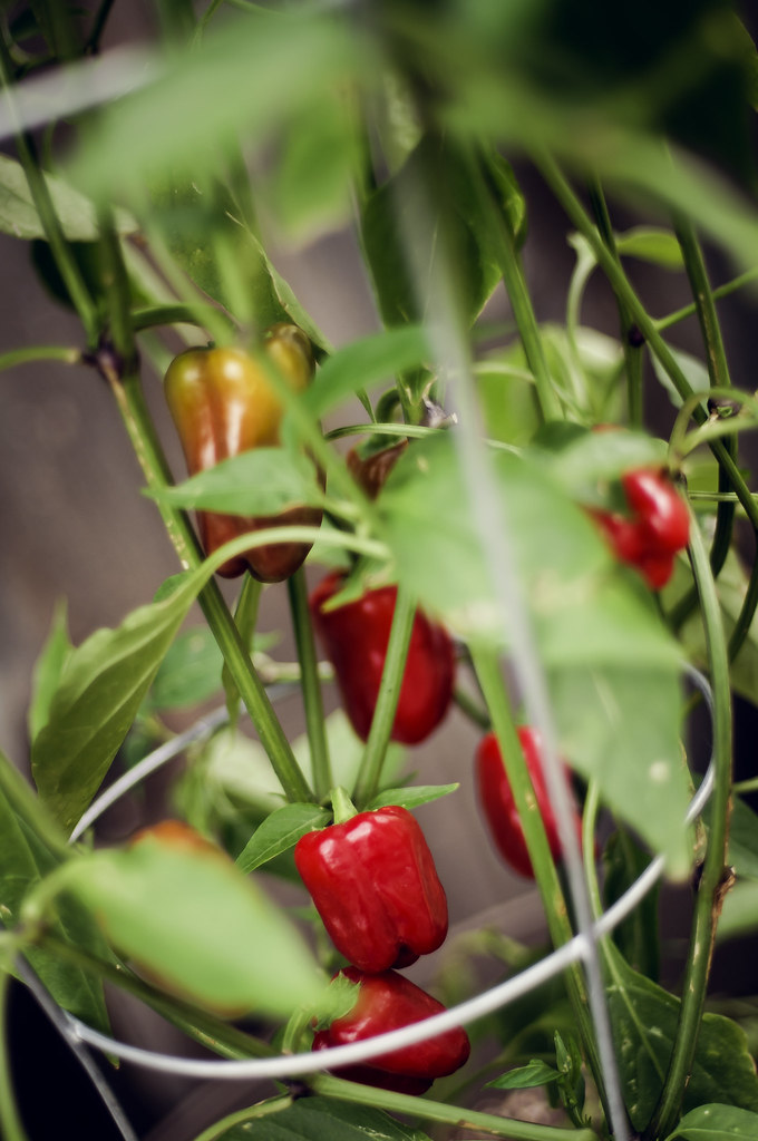 Cajun Belle Peppers First harvest! D T Flickr