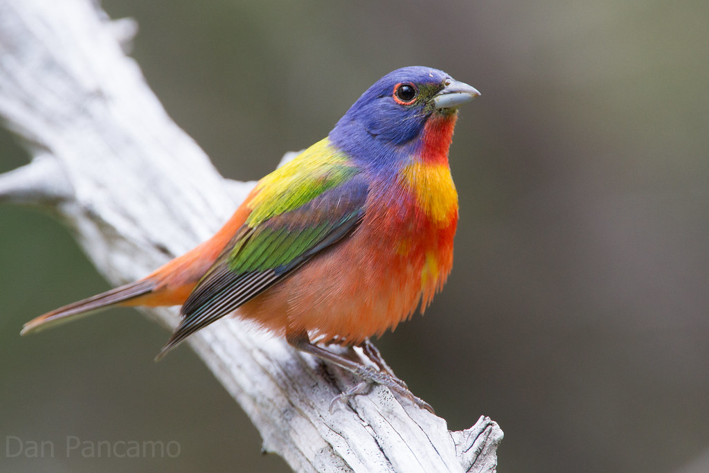 Painted Bunting Texas Guadalupe State Park Photo By Dan … Flickr