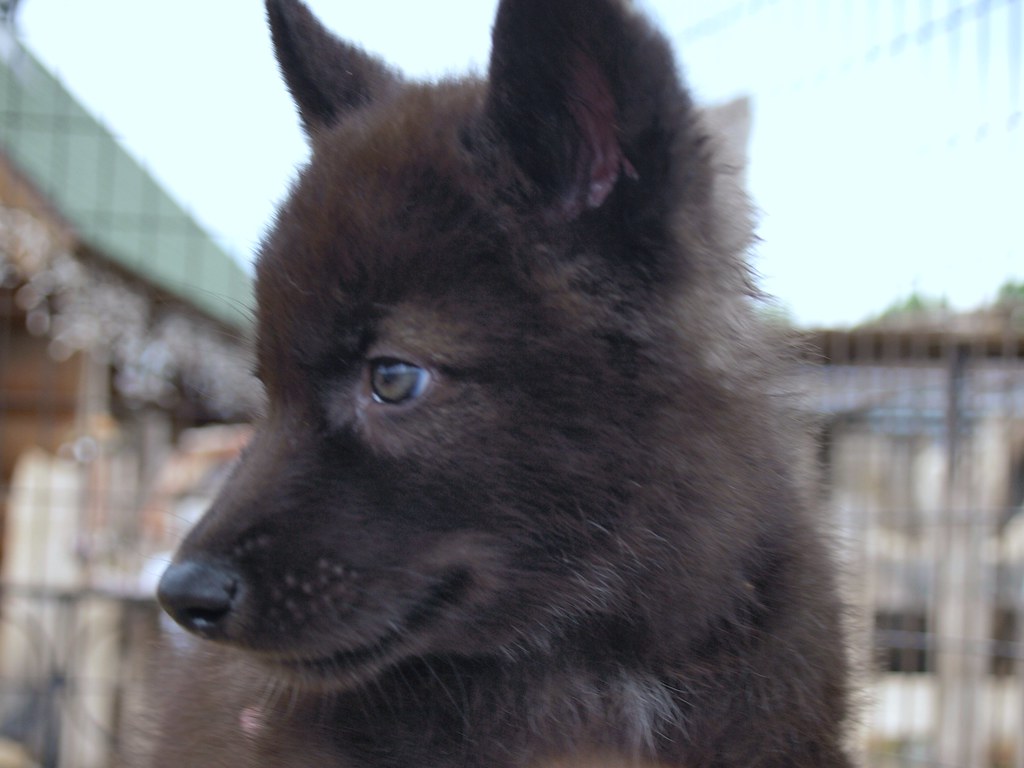 20120525 Wolf puppy madness 2 420 male black phase wolf … Flickr