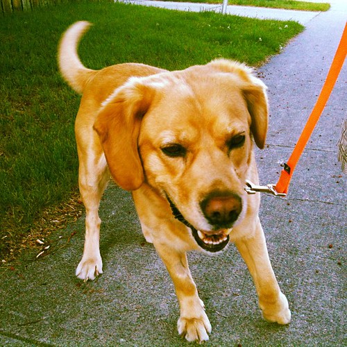 Walking Ruff dog iphoneography walk animal Brad Hussey Flickr