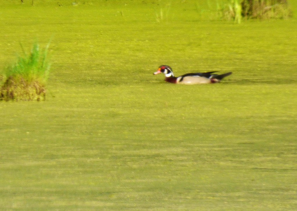 Wood Duck in duckweed Trempeauleau NWR, WI Tom Laeser Flickr