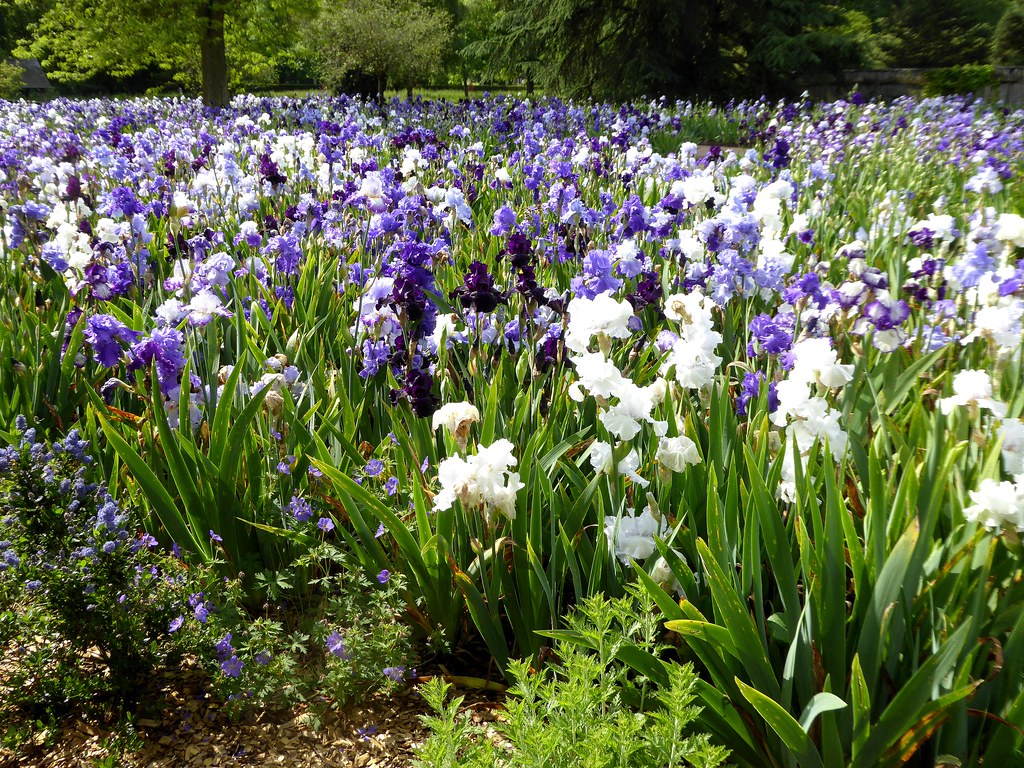 La vallée des iris Parc floral d'OrléanslaSource (Loir… Flickr