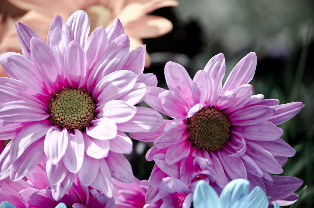 Dyed daisies m01229 Flickr