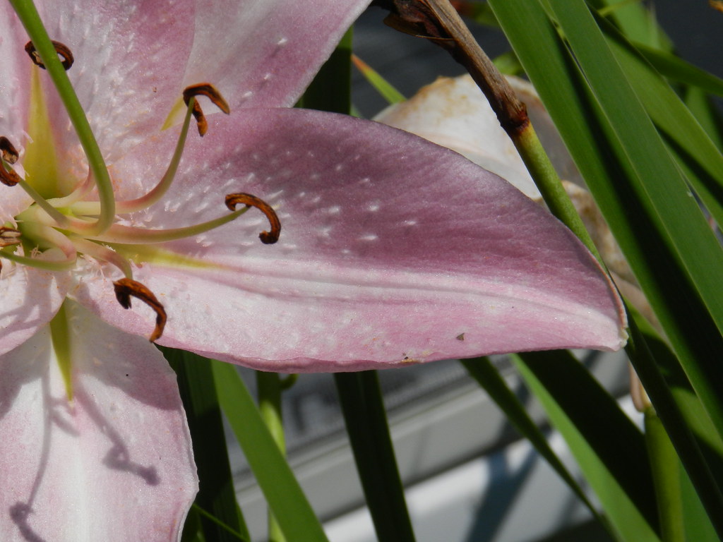 Pink Lily in Collinsville with white rays John Cudworth Flickr
