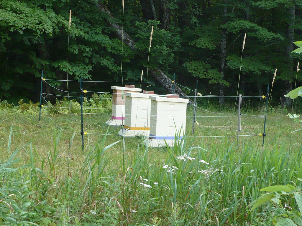 Bee hives... "protected" from bears by an electric fence. mrdubyah