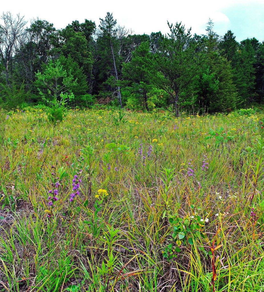Dunnville Barrens State Natural Area SNA 621, Dunn Co, WI… Flickr
