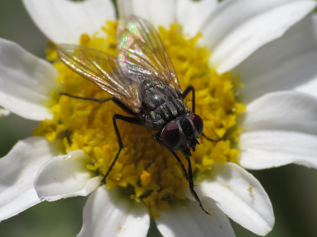 Musca domestica female (Housefly) (Muscidae) Simon Oliver Flickr